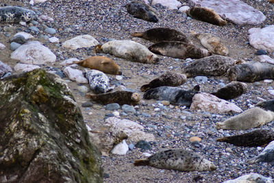 Rocks in sea