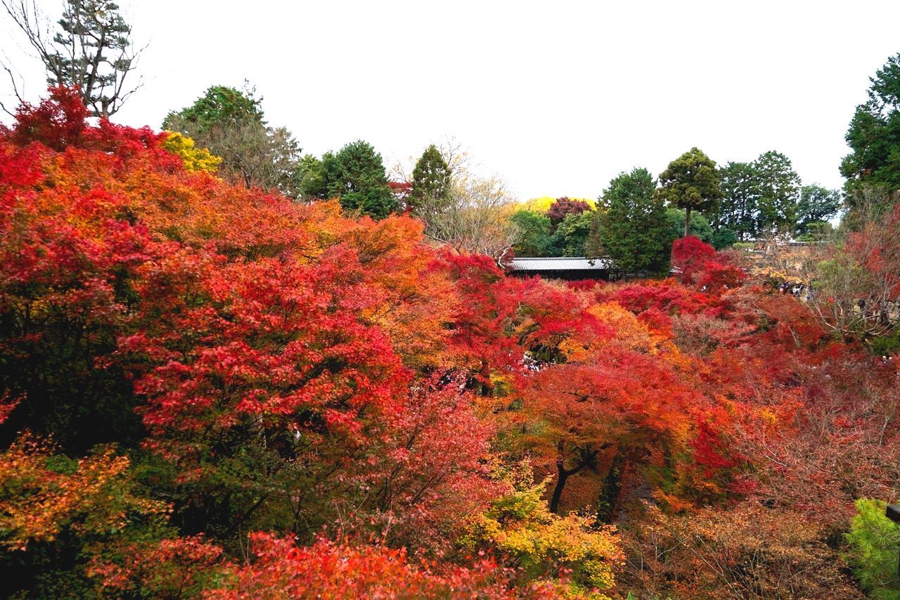 清水寺本堂