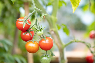 Close-up of cherries on plant