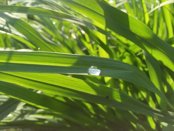 Close-up of green grass on field