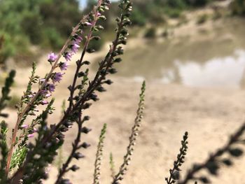 Close-up of flowering plants on land