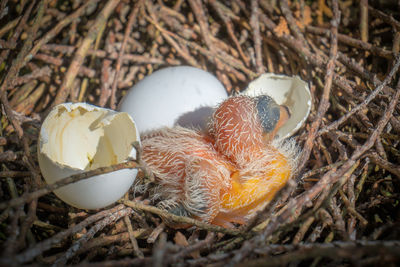 Close-up of birds in nest