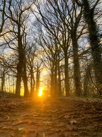 Trees in forest at sunset