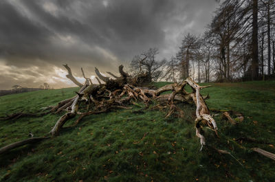 Trees on field against sky
