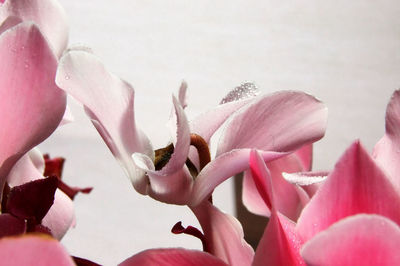 Close-up of pink flowers