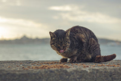 Close-up of a cat