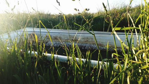 Plant growing in water