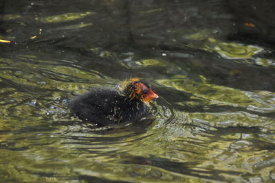 High angle view of duck swimming in lake