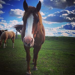 Horse standing in field