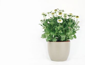 Close-up of potted plant against white background