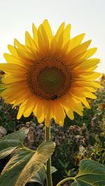 Close-up of sunflower in field