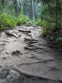 Trees in forest