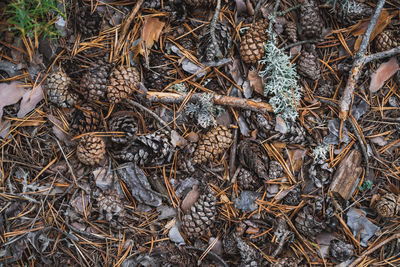 Full frame shot of dried plant on field