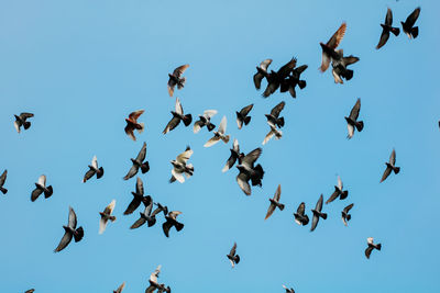 Low angle view of birds flying in the sky