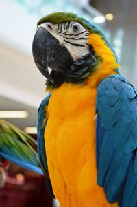 Close-up of a parrot