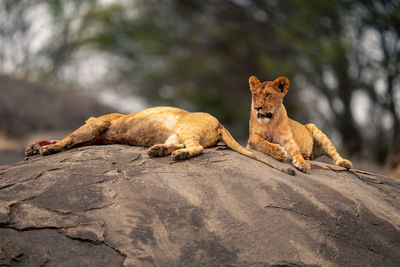 Lioness running on rock