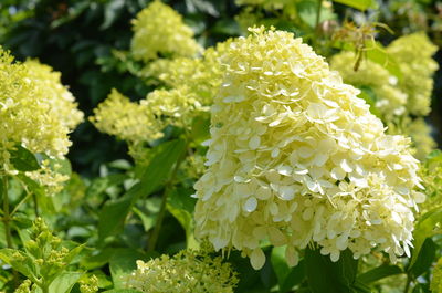 Close-up of white flowering plant