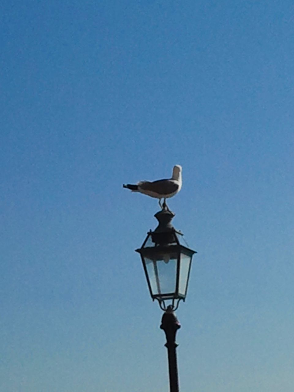 clear sky, bird, low angle view, copy space, animal themes, flying, blue, animals in the wild, wildlife, one animal, mid-air, street light, spread wings, perching, seagull, lighting equipment, day, outdoors, no people, nature