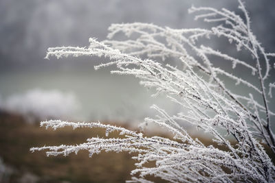 Close-up of frozen plant