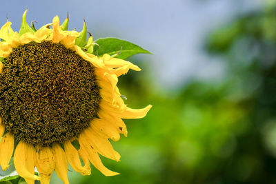 Close-up of sunflower