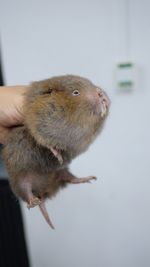 Close-up of hand holding rabbit