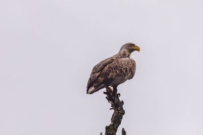 Eagle sitting on a branch