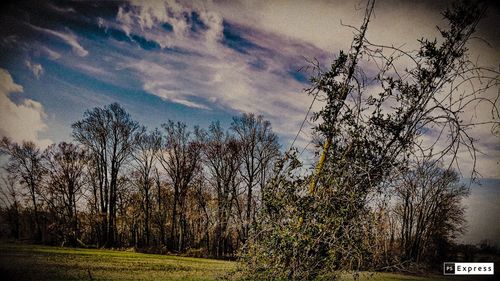 Bare trees on field against sky