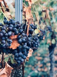 Close-up of grapes growing in vineyard