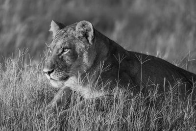 Mono close-up of lion in golden light