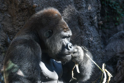 Close-up of forest at zoo