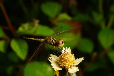 Close-up of dragonfly pollinating on flower