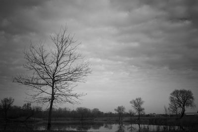 Bare trees on field against sky