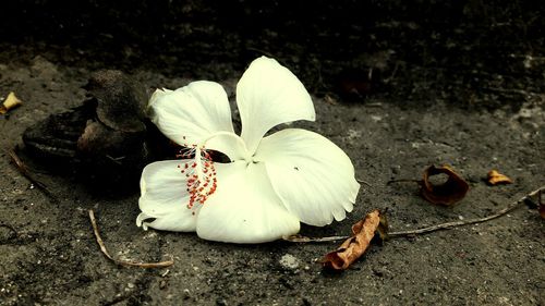 Close-up of white flower