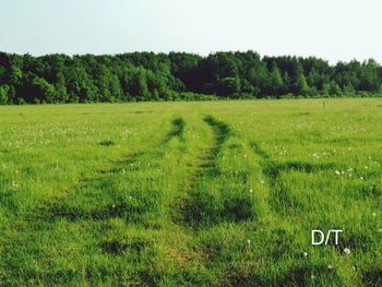 Scenic view of field against clear sky