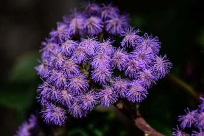 Close-up of purple flowering plant