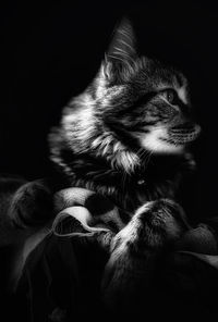 Close-up of a cat over black background