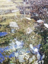 Reflection of trees in water