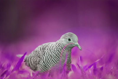 Close-up of bird perching on purple outdoors