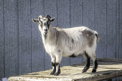 A white horned goat stands on a wooden table against the farm blue background