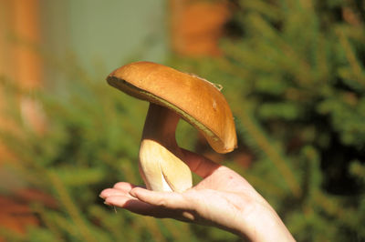 Close-up of hand holding mushroom