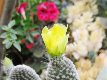 Close-up of yellow prickly pear cactus