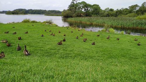 Flock of birds on grass by lake