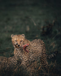 Close-up of cheetah having a meal