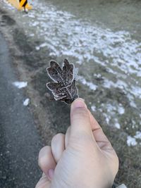 Cropped image of hand holding plant