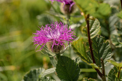 Close-up of pink flowering plant