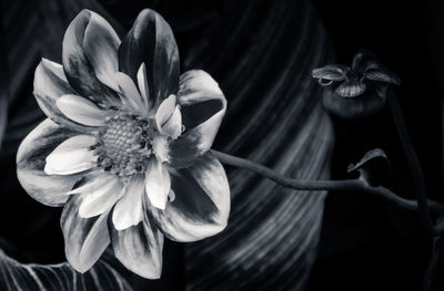 Close-up of flowers blooming outdoors