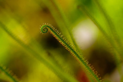 Close-up of green plant growing outdoors