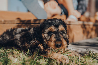 Cheeky two month old cockapoo puppy caught eating grass in the garden, guilty look to the side.