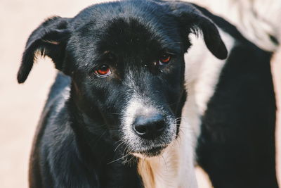 Close-up portrait of dog