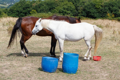 Horse standing in a field